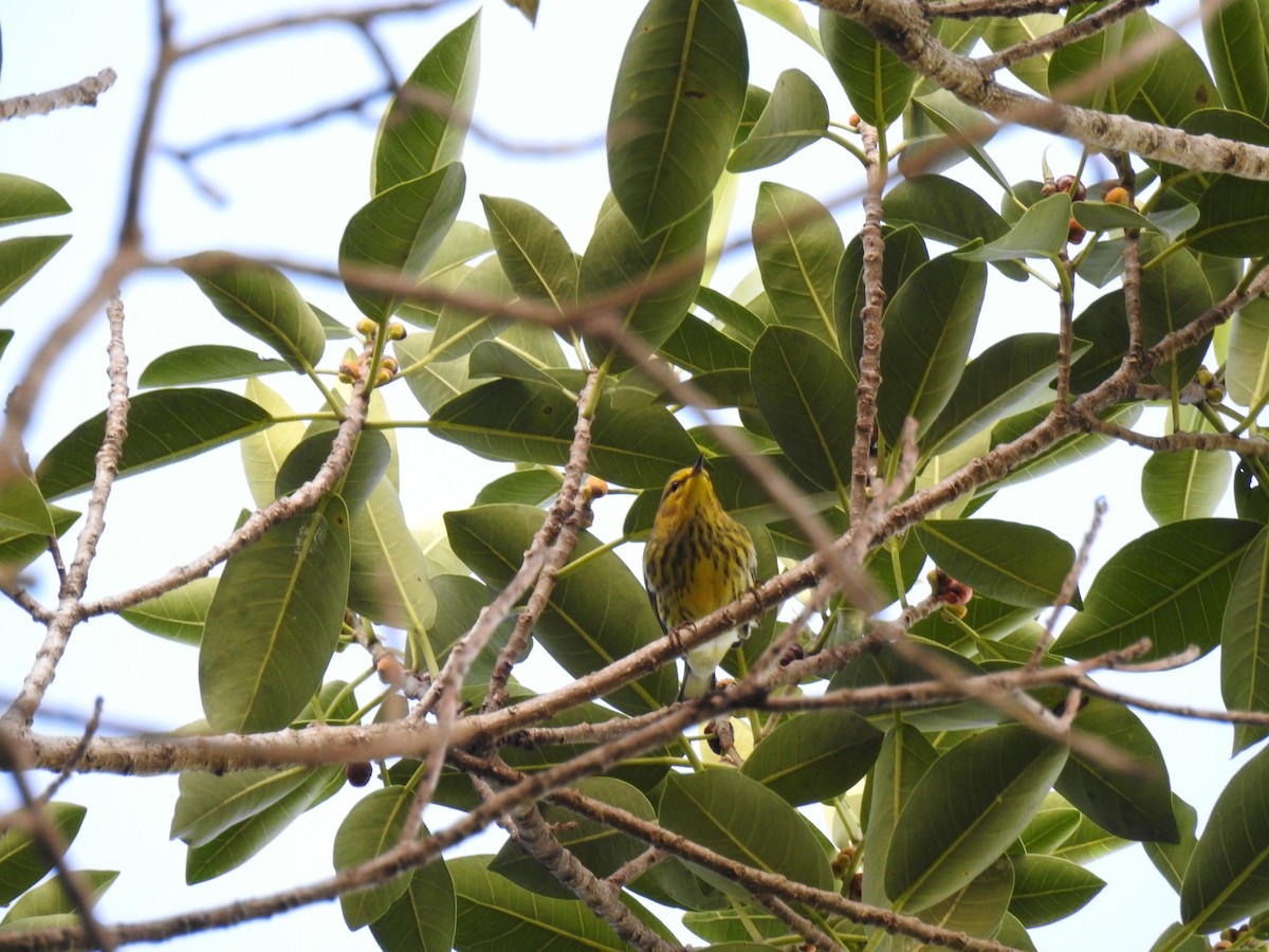 Cape May Warbler - ML622971896