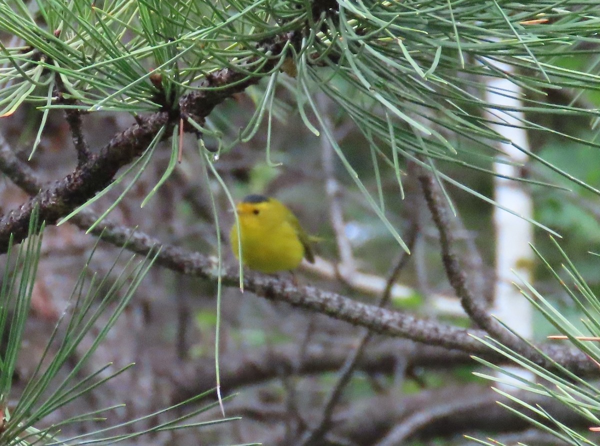 Wilson's Warbler - ML622971971