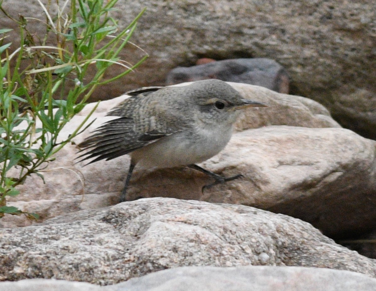 Rock Wren - ML622971994