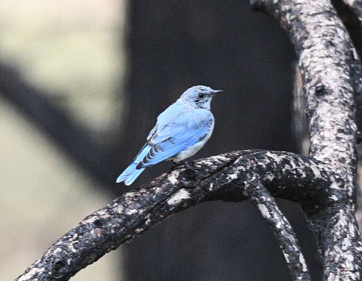 Mountain Bluebird - ML622971999