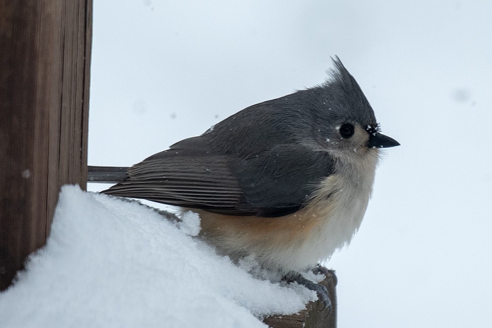 Tufted Titmouse - ML622972015