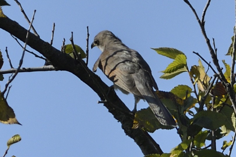 Yellow-billed/Black-billed Cuckoo - ML622972016