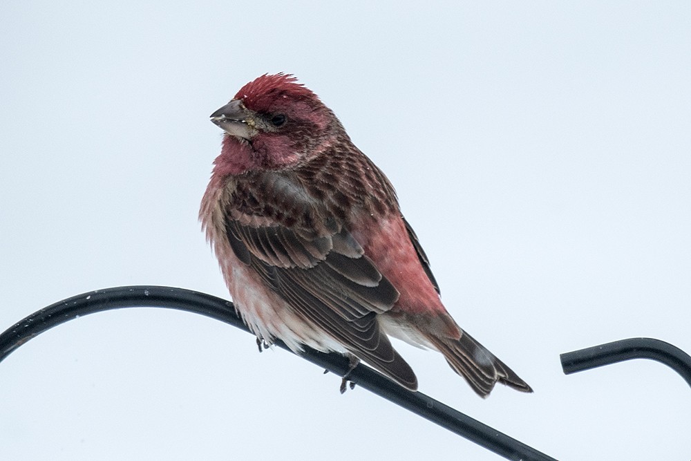 Purple Finch - ML622972018