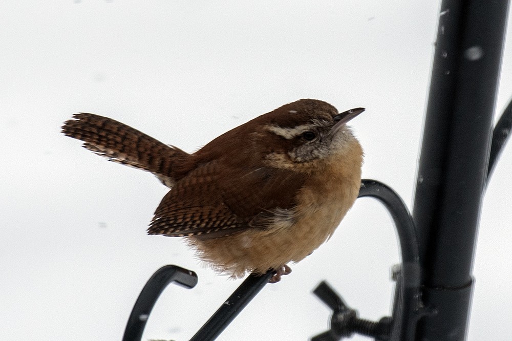 Carolina Wren - ML622972034