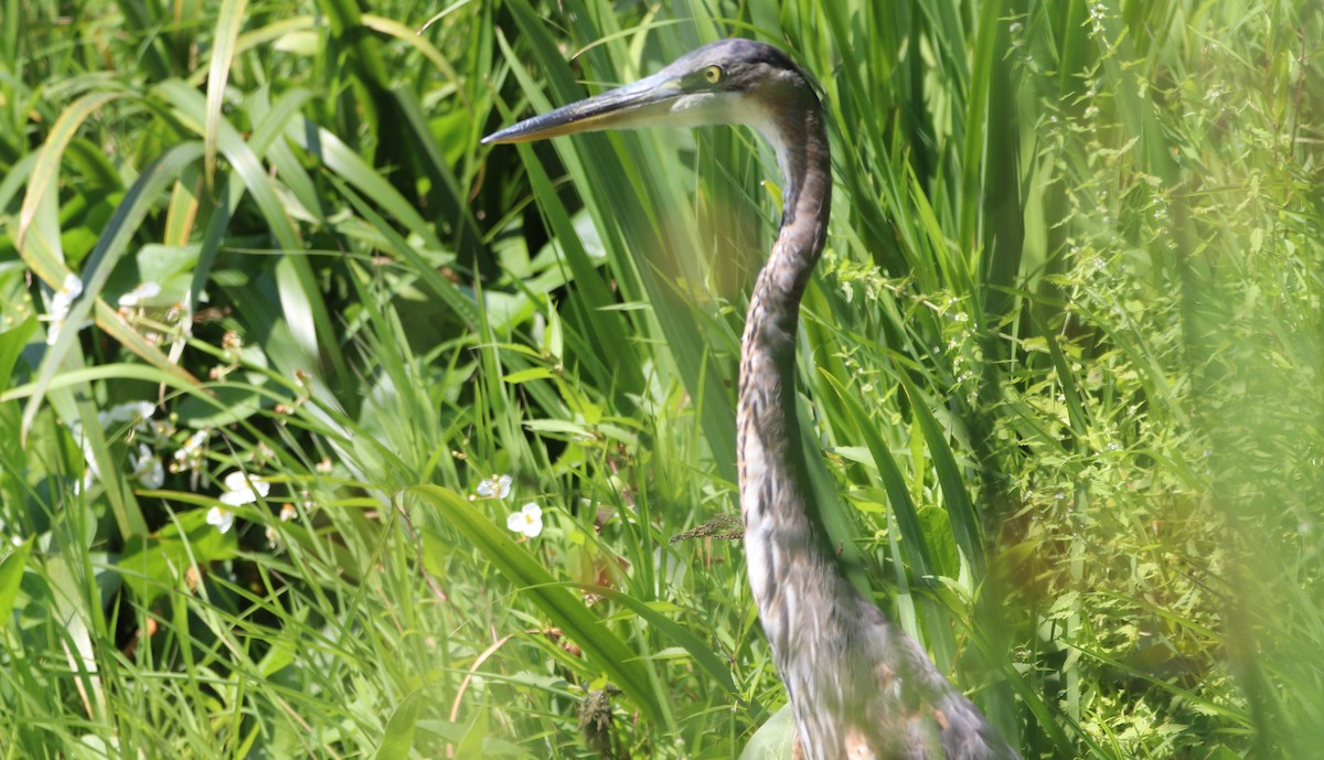Great Blue Heron - ML622972130