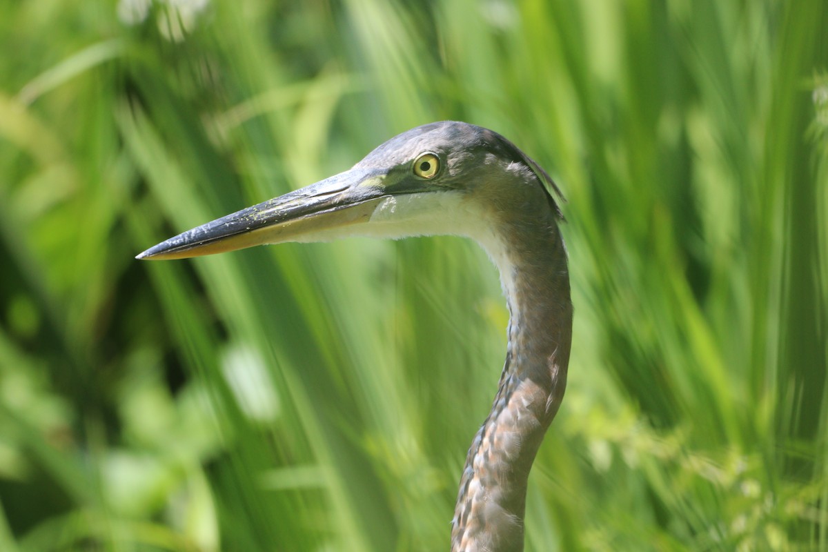 Great Blue Heron - ML622972131