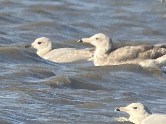 Short-billed Gull - ML622972215