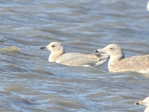 Short-billed Gull - ML622972217