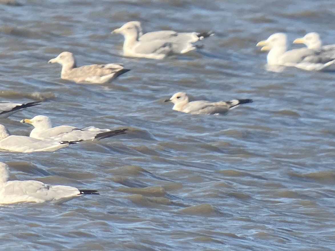 Short-billed Gull - ML622972218