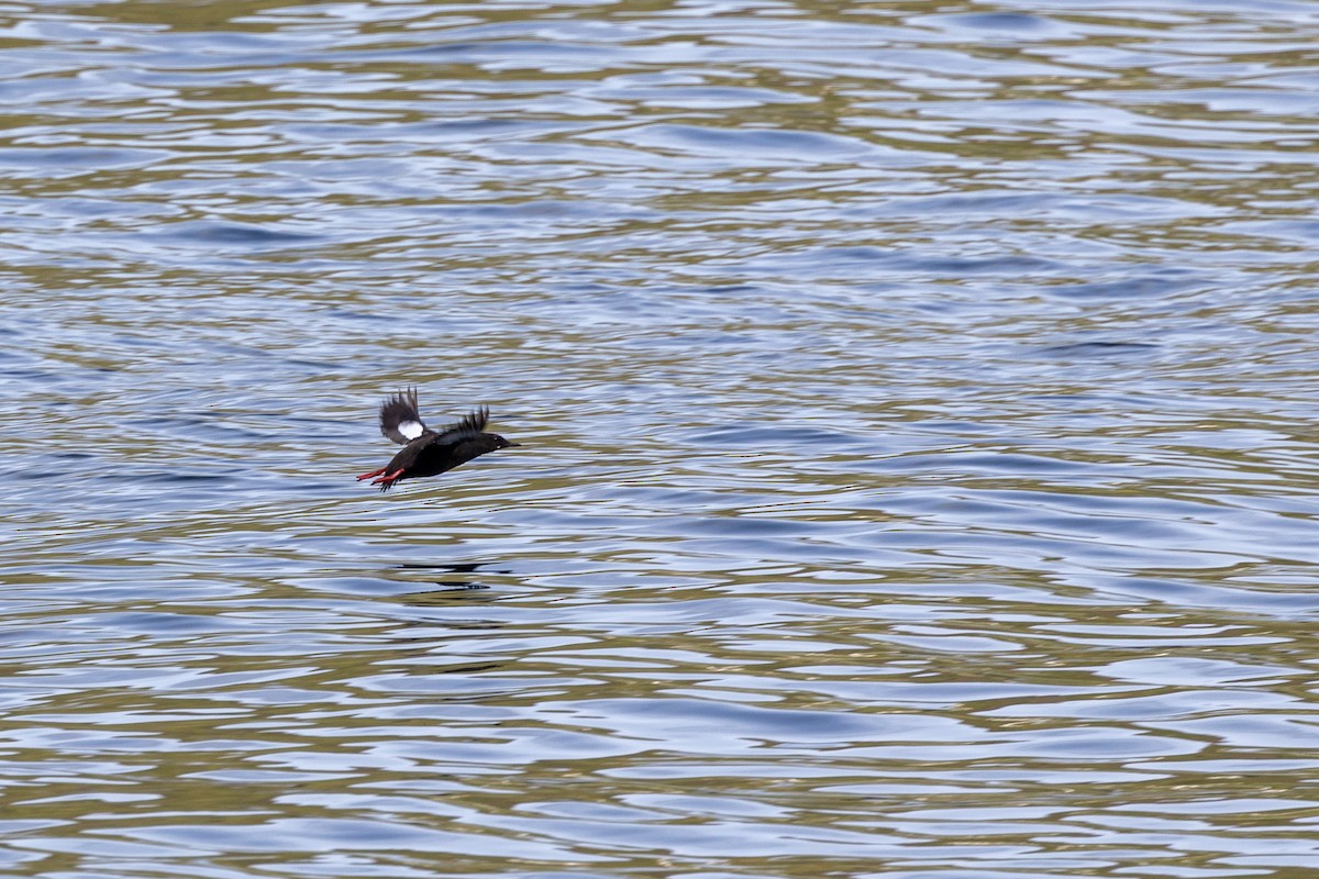 Black Guillemot - ML622972241