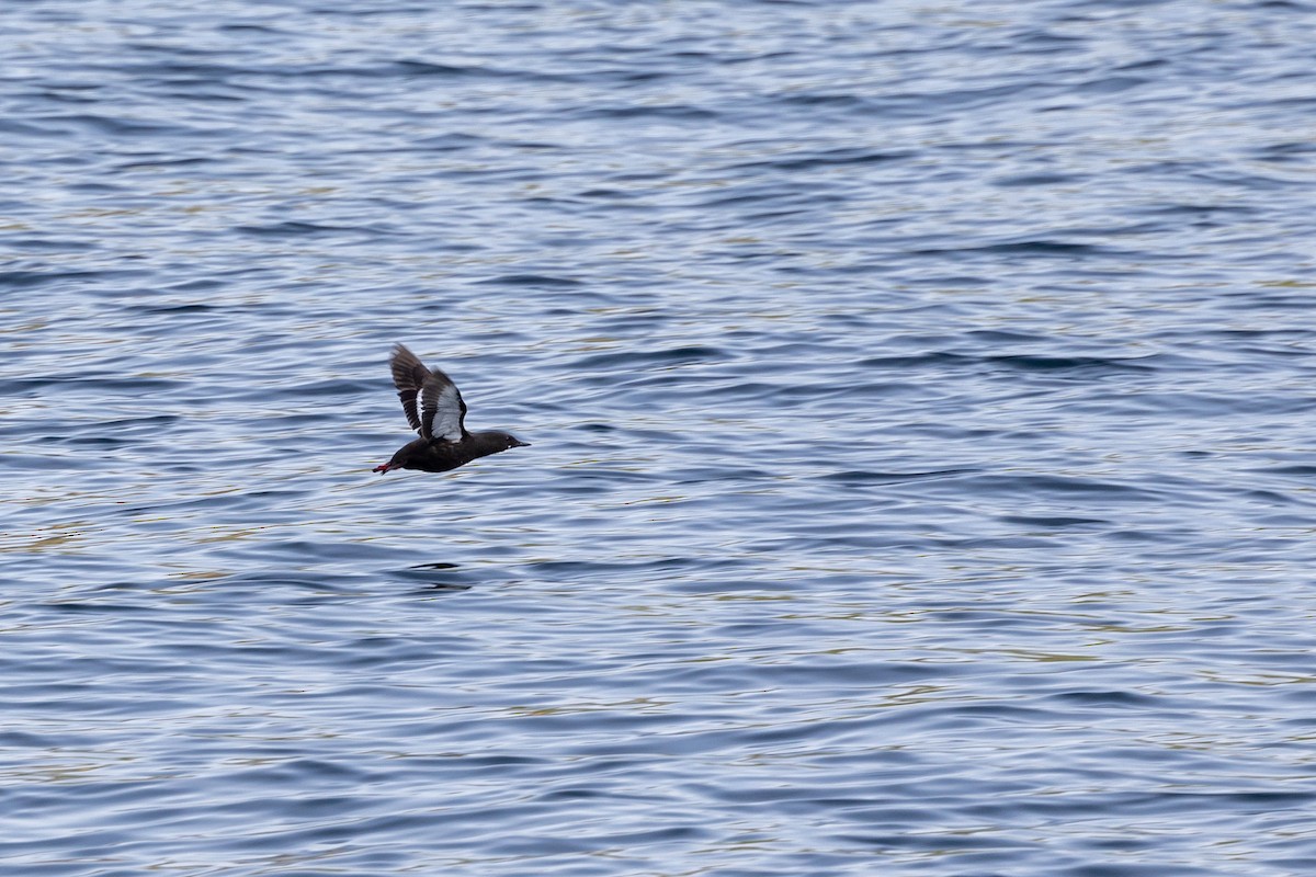 Black Guillemot - ML622972242