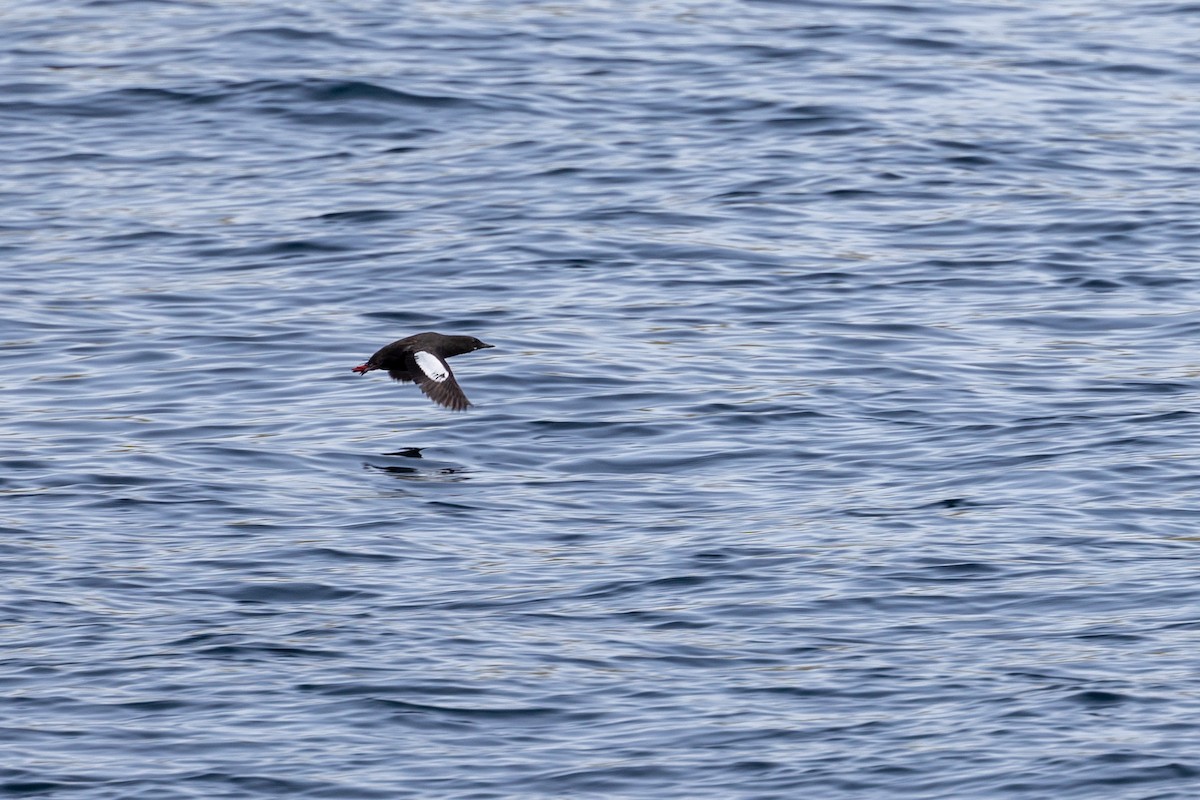 Black Guillemot - ML622972243