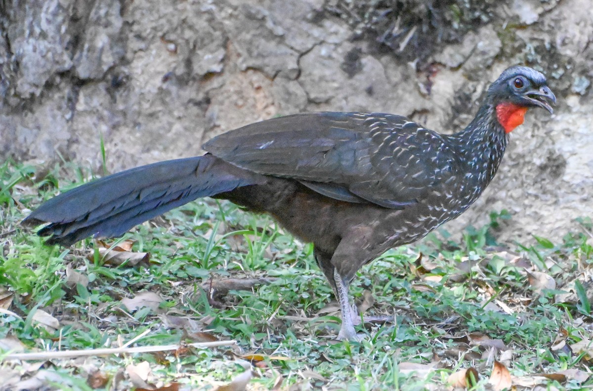 Dusky-legged Guan - ML622972283