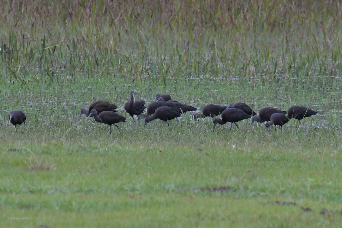 Glossy Ibis - ML622972299