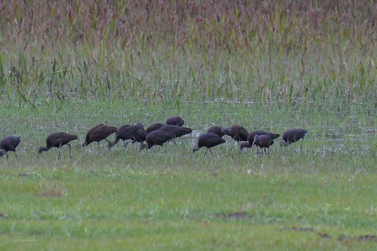 Glossy Ibis - ML622972300