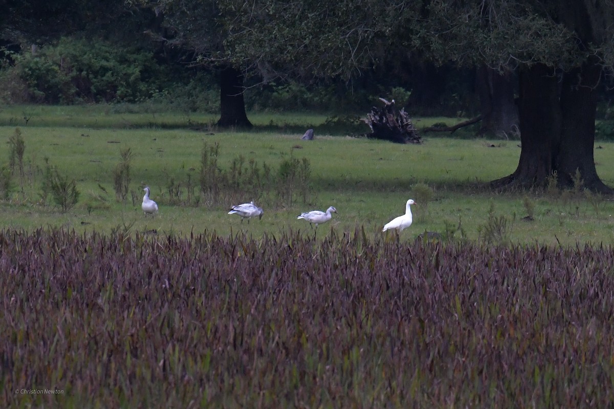 Snow Goose - ML622972308