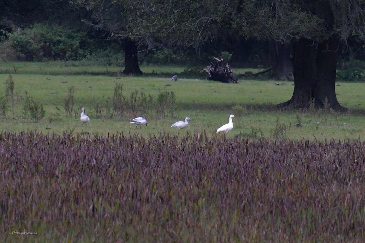 Snow Goose - ML622972309