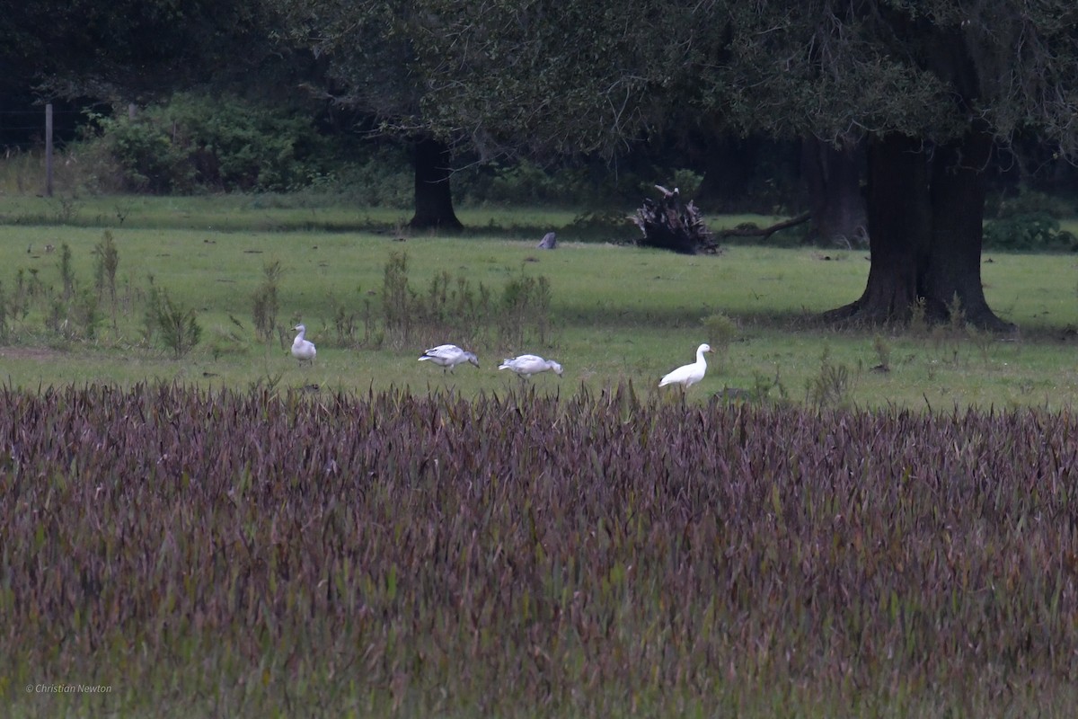 Snow Goose - ML622972310