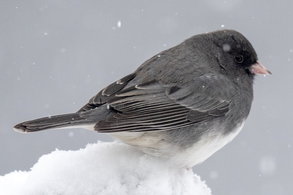 Dark-eyed Junco - ML622972318