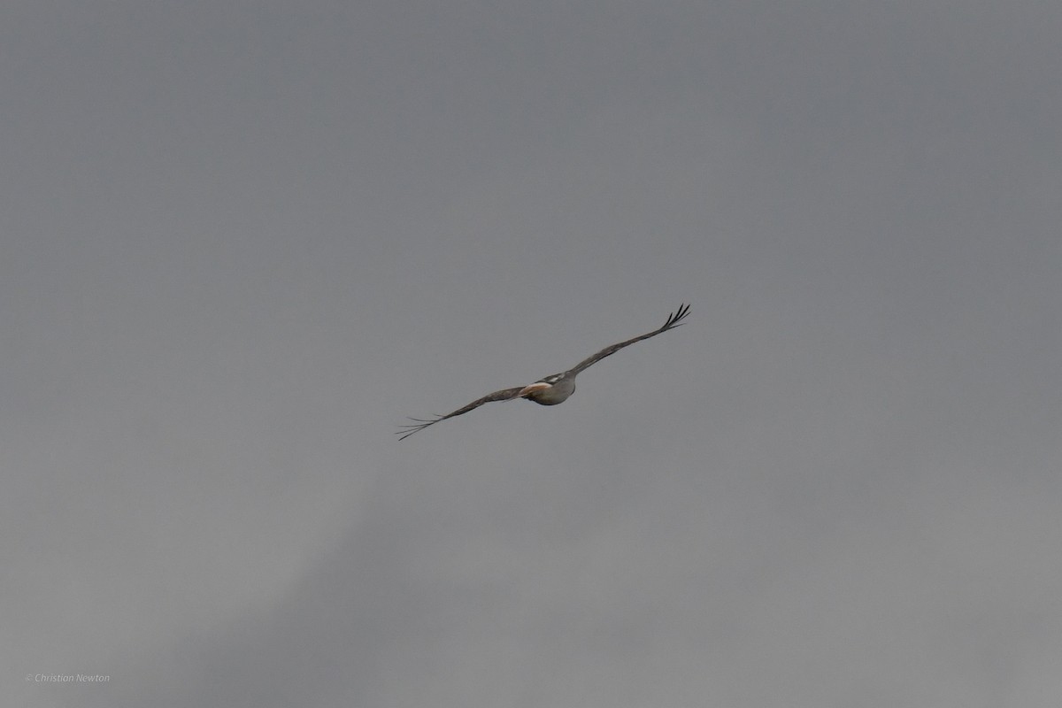 Red-tailed Hawk (Krider's) - ML622972329