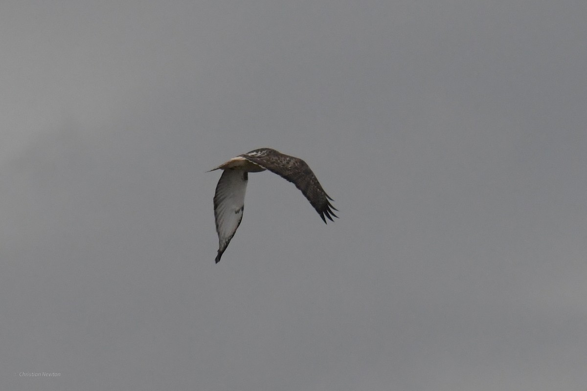 Red-tailed Hawk (Krider's) - ML622972330