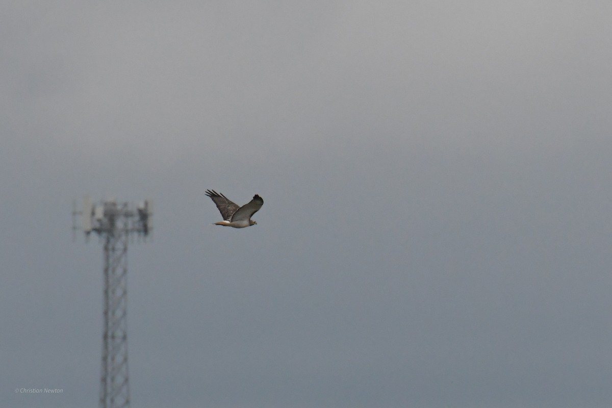 Red-tailed Hawk (Krider's) - ML622972331