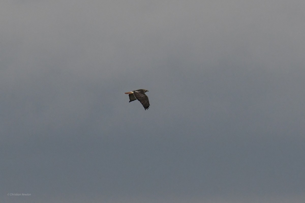 Red-tailed Hawk (Krider's) - ML622972332