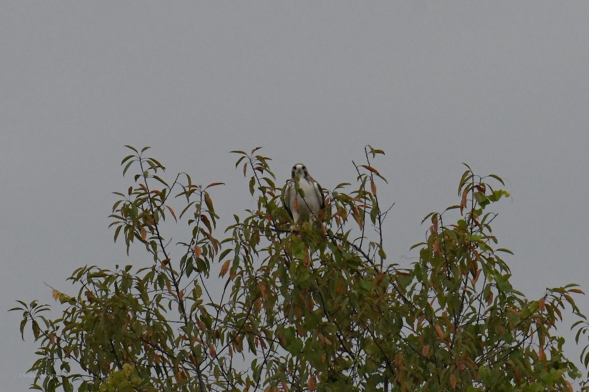 Red-tailed Hawk (Krider's) - ML622972333