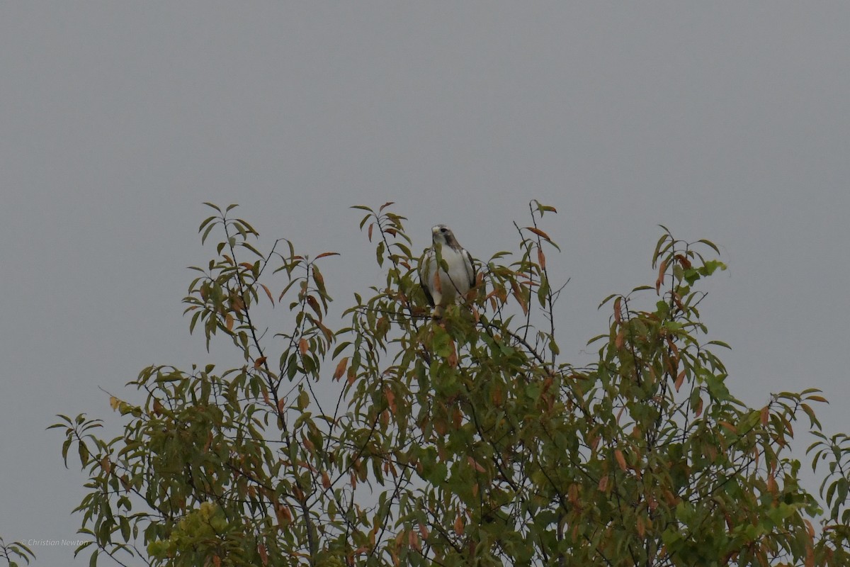 Red-tailed Hawk (Krider's) - ML622972334