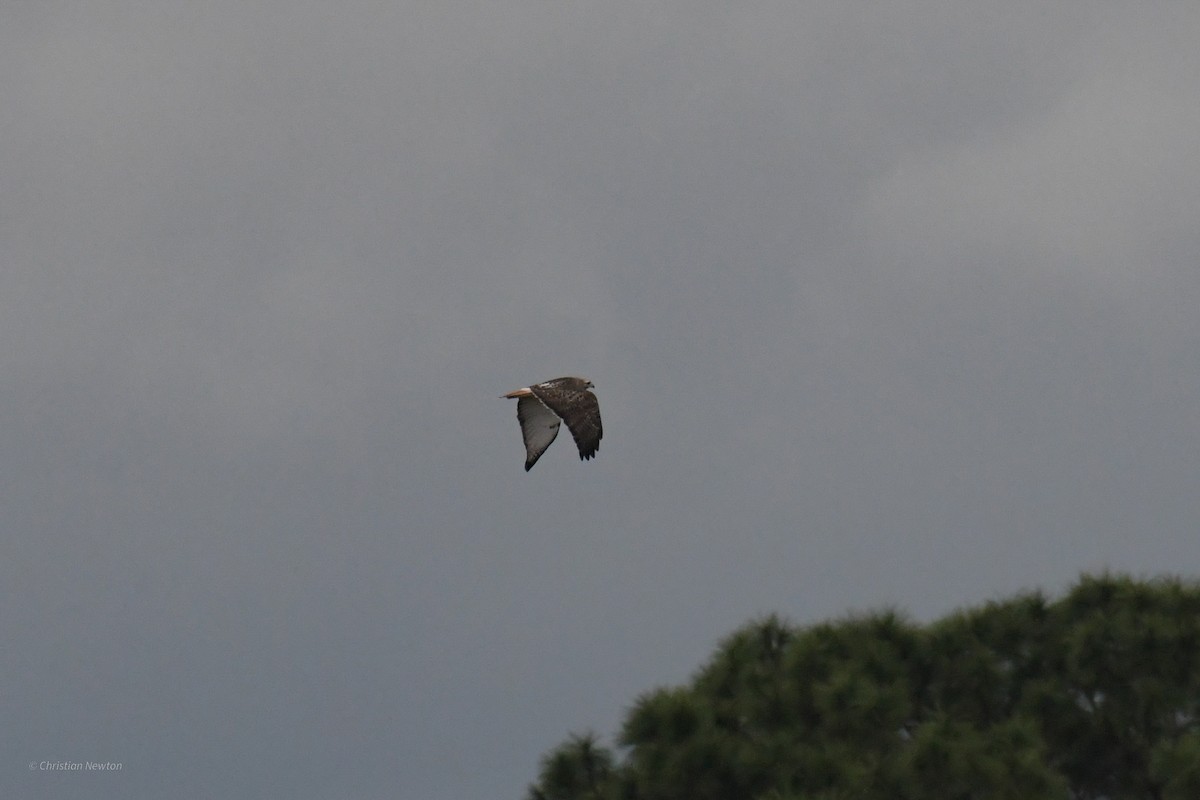 Red-tailed Hawk (Krider's) - ML622972335