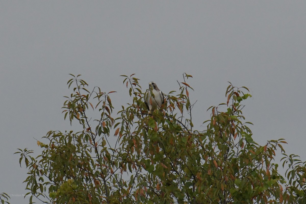 Red-tailed Hawk (Krider's) - ML622972336