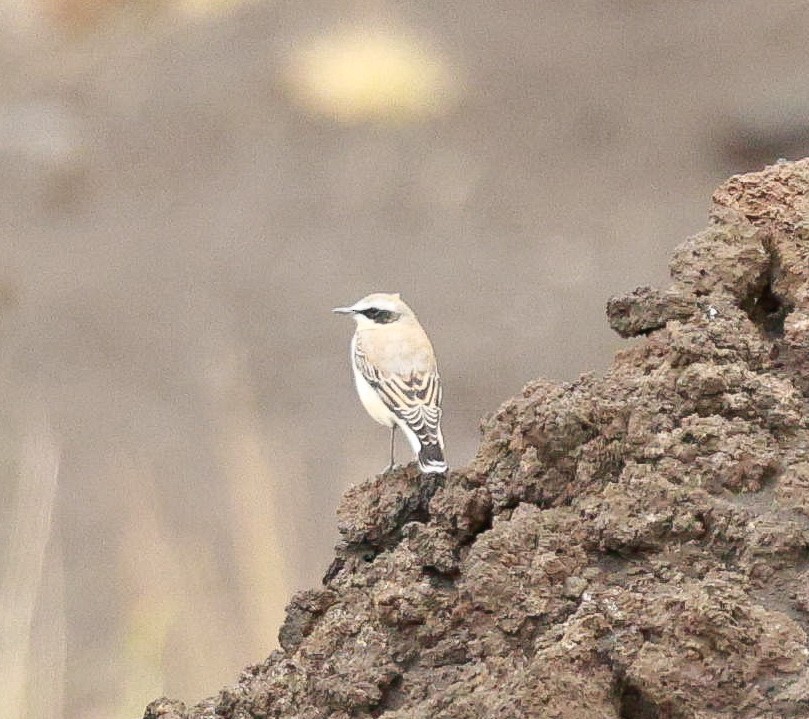 Northern Wheatear - ML622972349