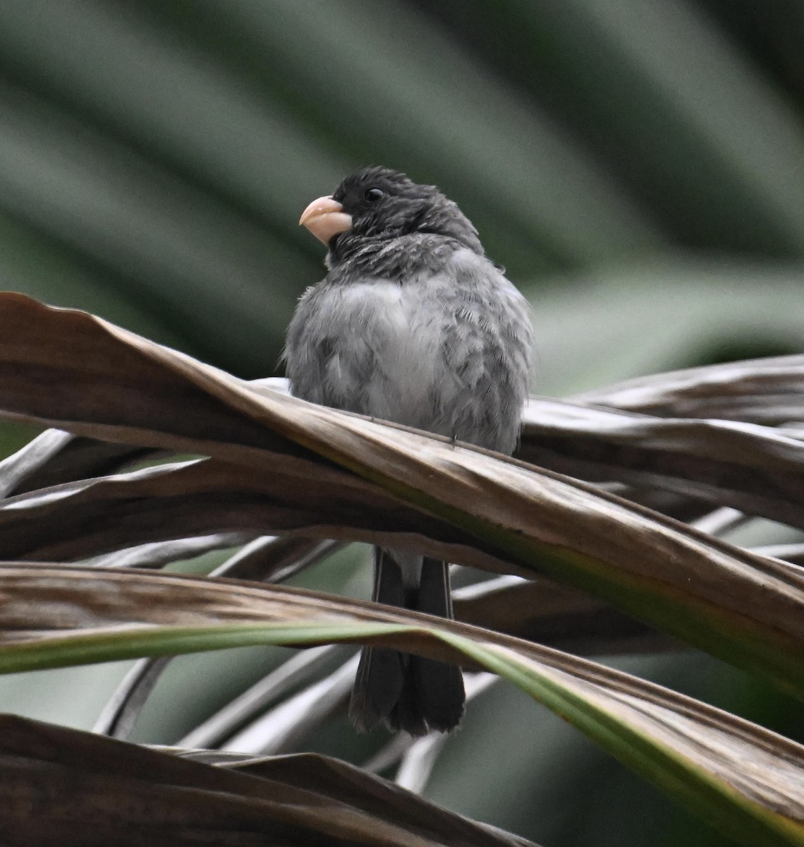 Gray Seedeater - ML622972396