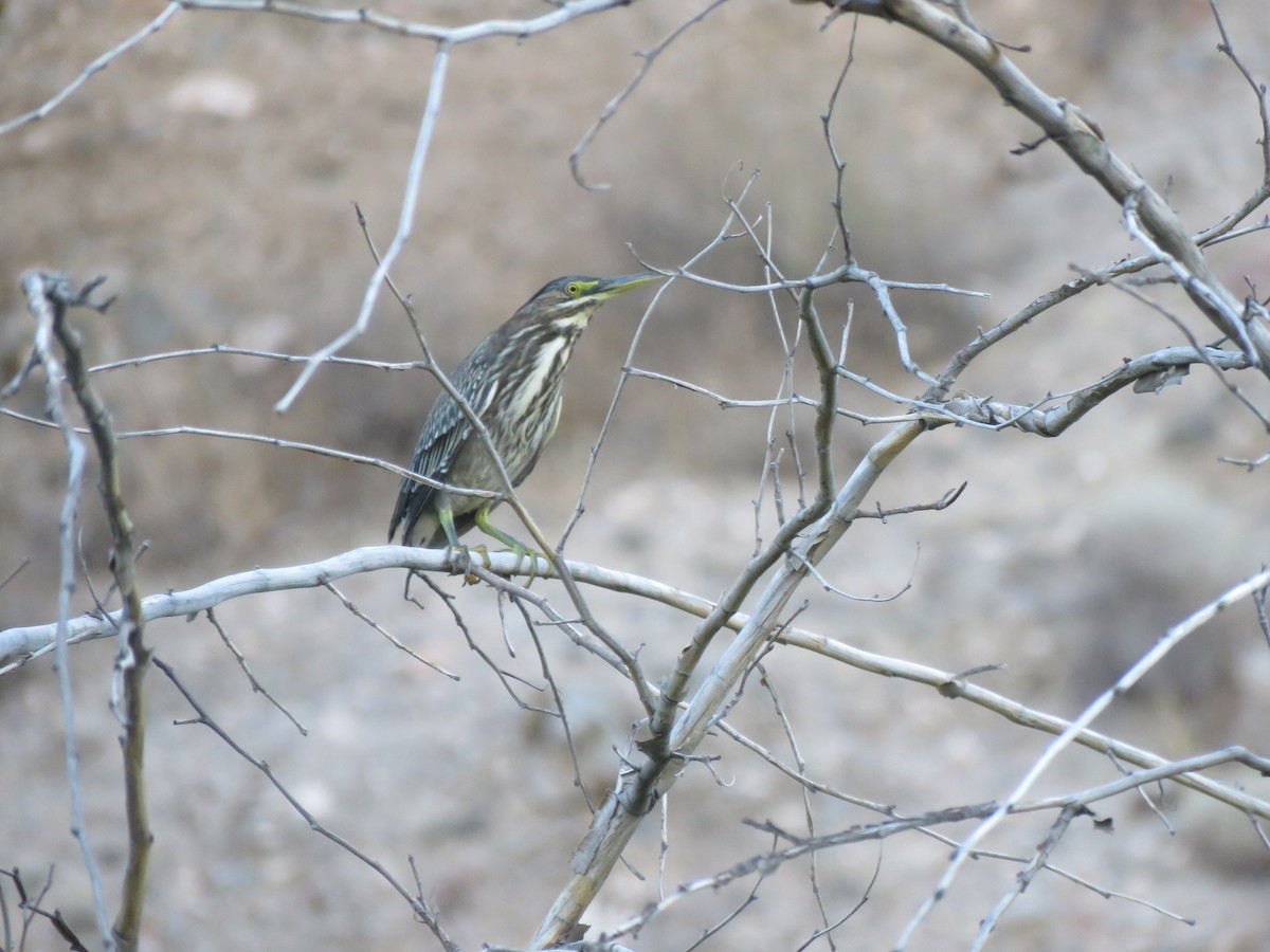 Green Heron - ML622972447