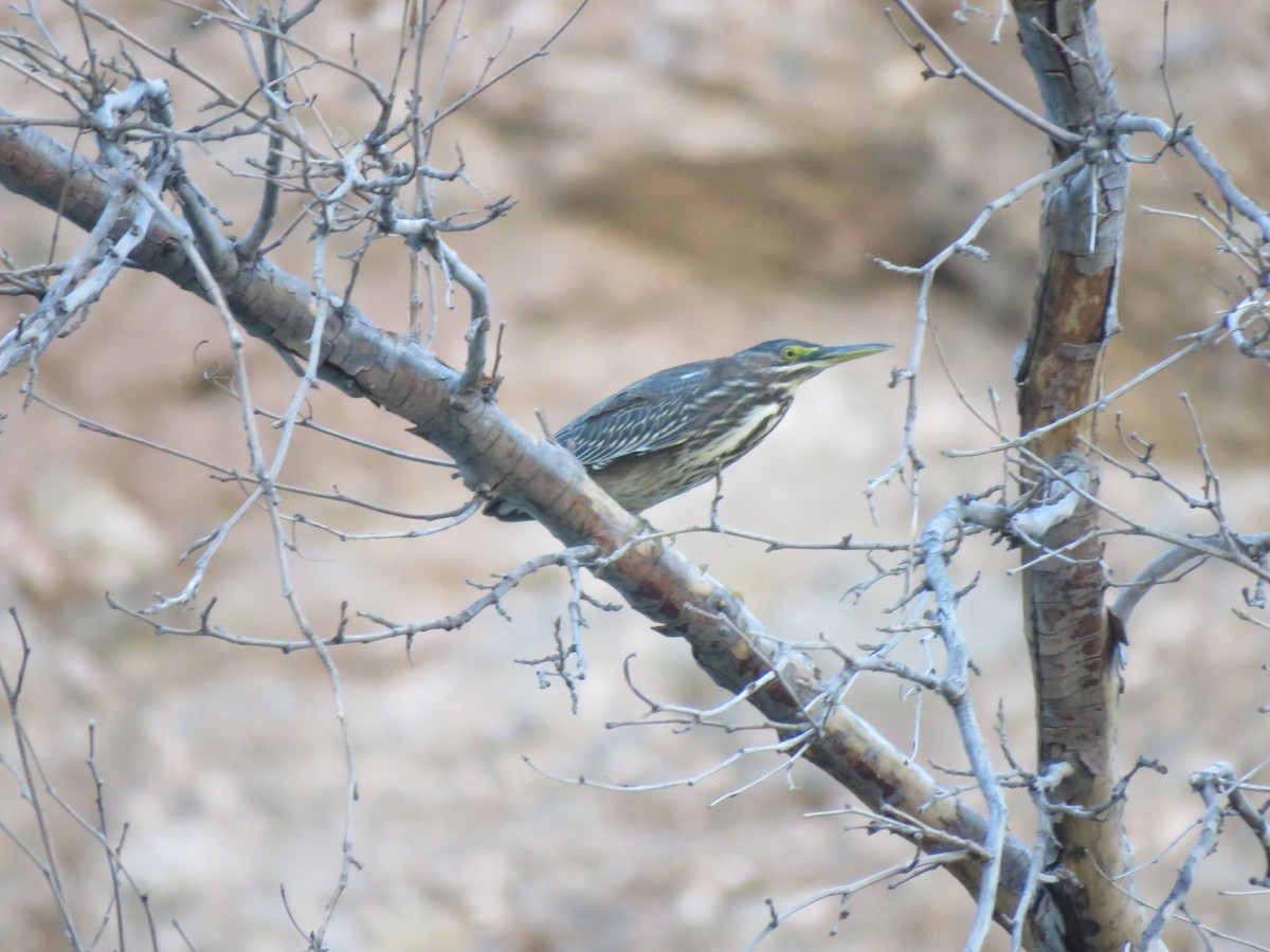 Green Heron - ML622972457