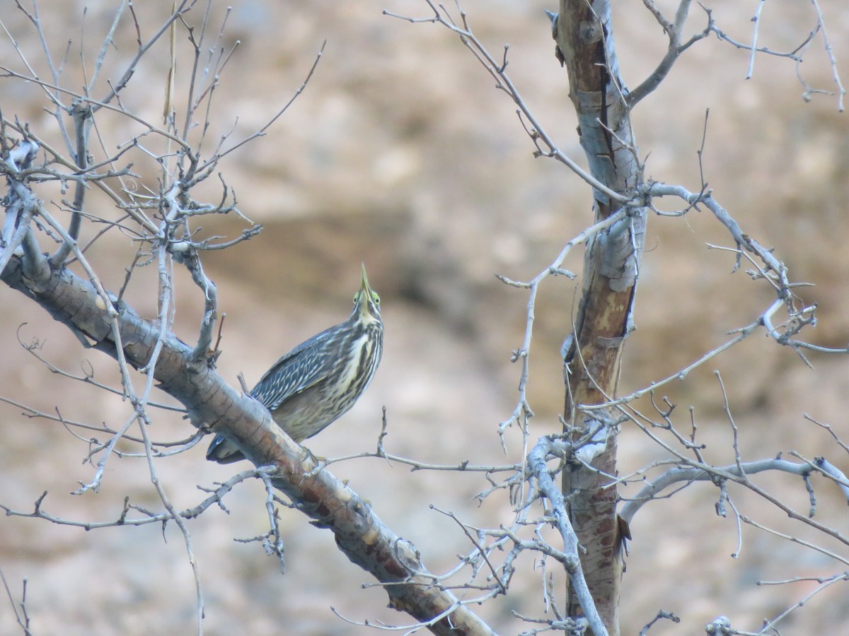 Green Heron - ML622972460