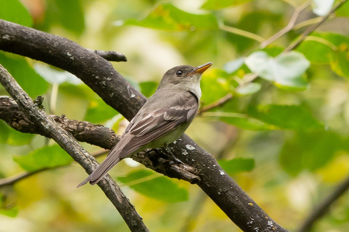 Eastern Wood-Pewee - ML622972533