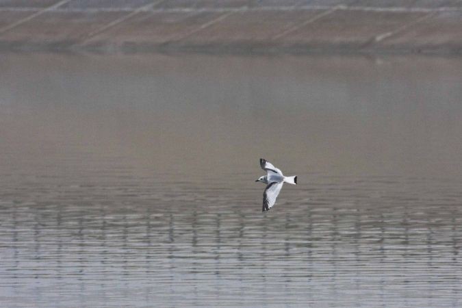 Black-legged Kittiwake - Sławomir Niedźwiecki