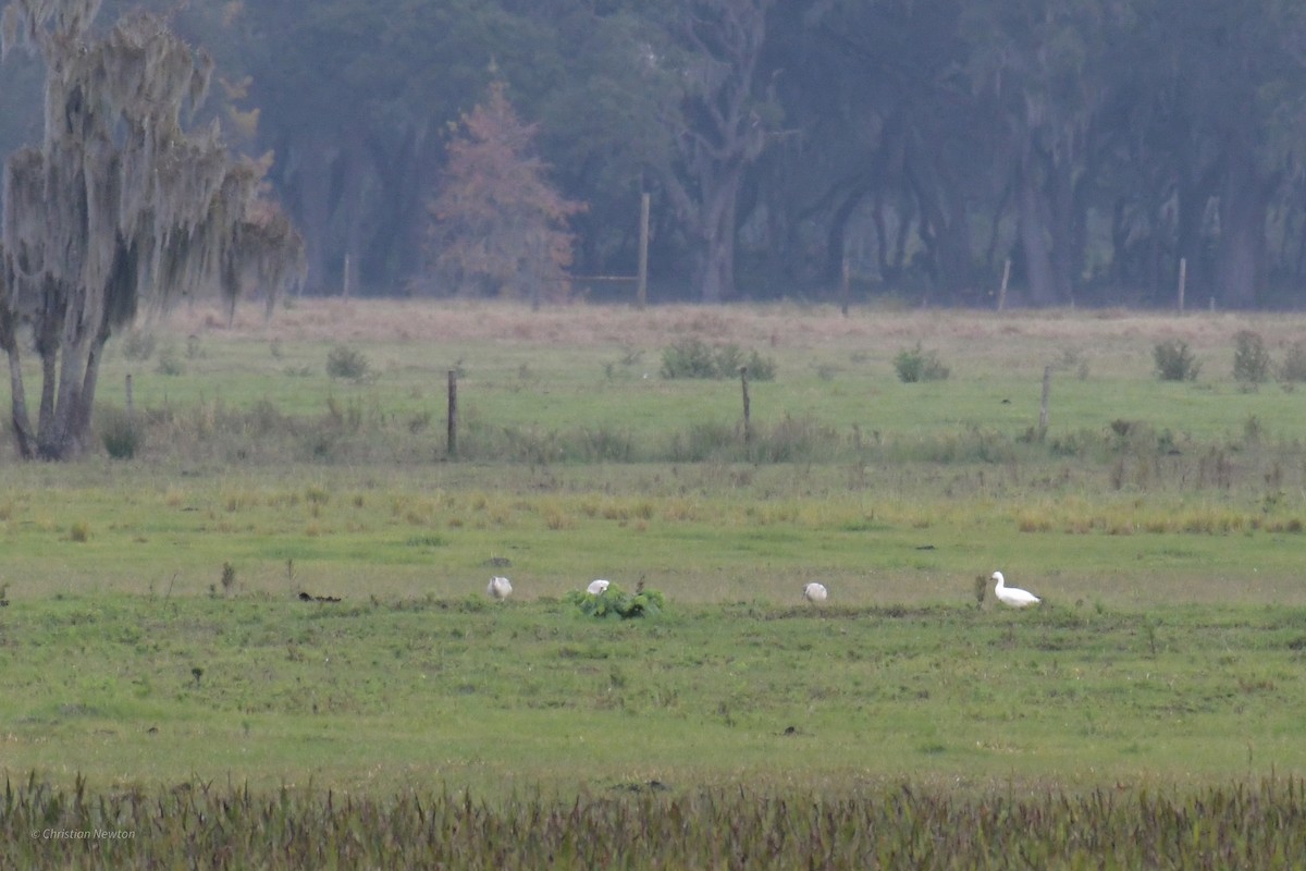 Snow Goose - ML622972559