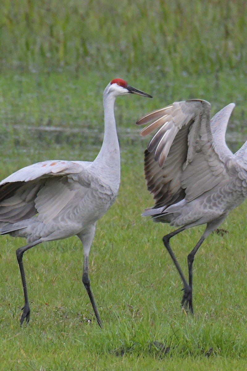 Sandhill Crane - ML622972566