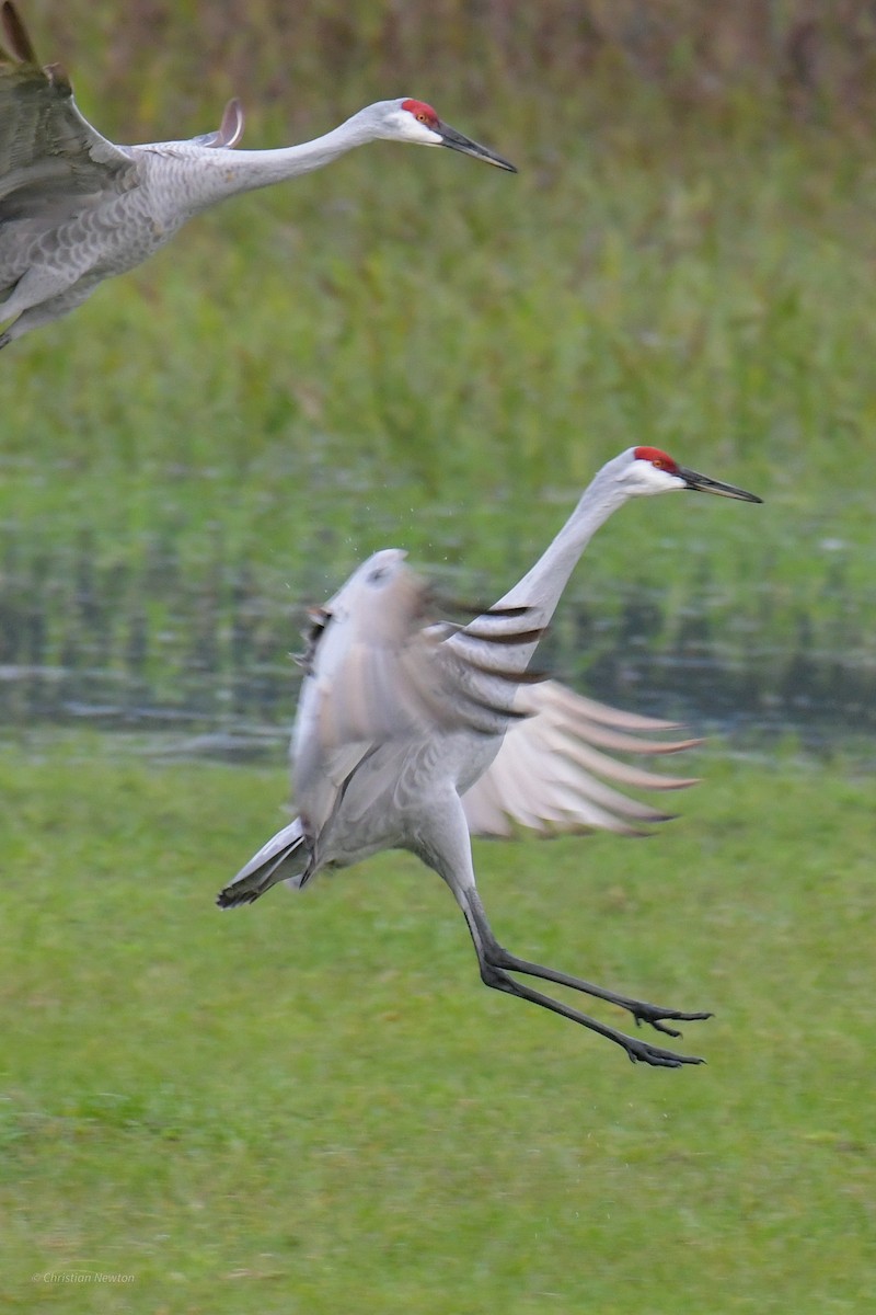 Sandhill Crane - ML622972567