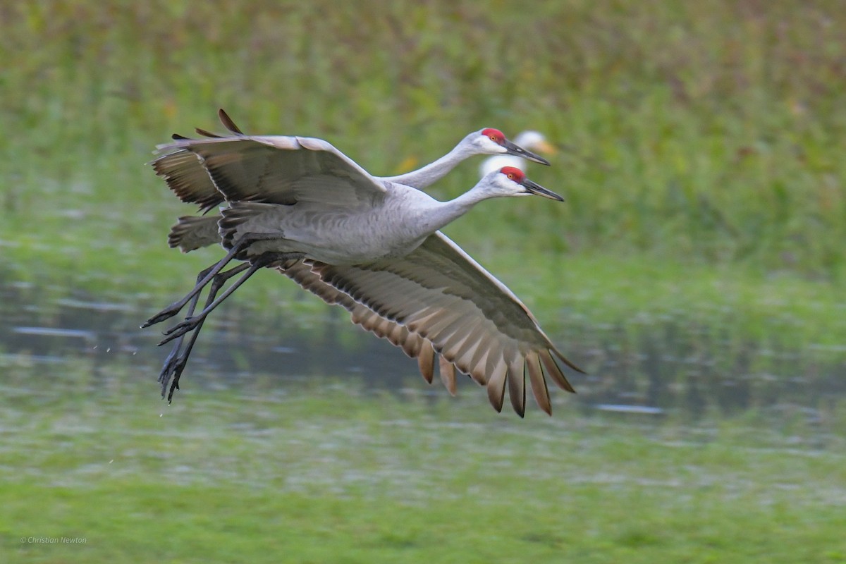 Sandhill Crane - ML622972568