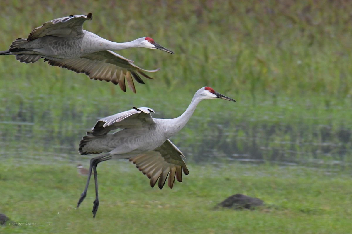 Sandhill Crane - ML622972569