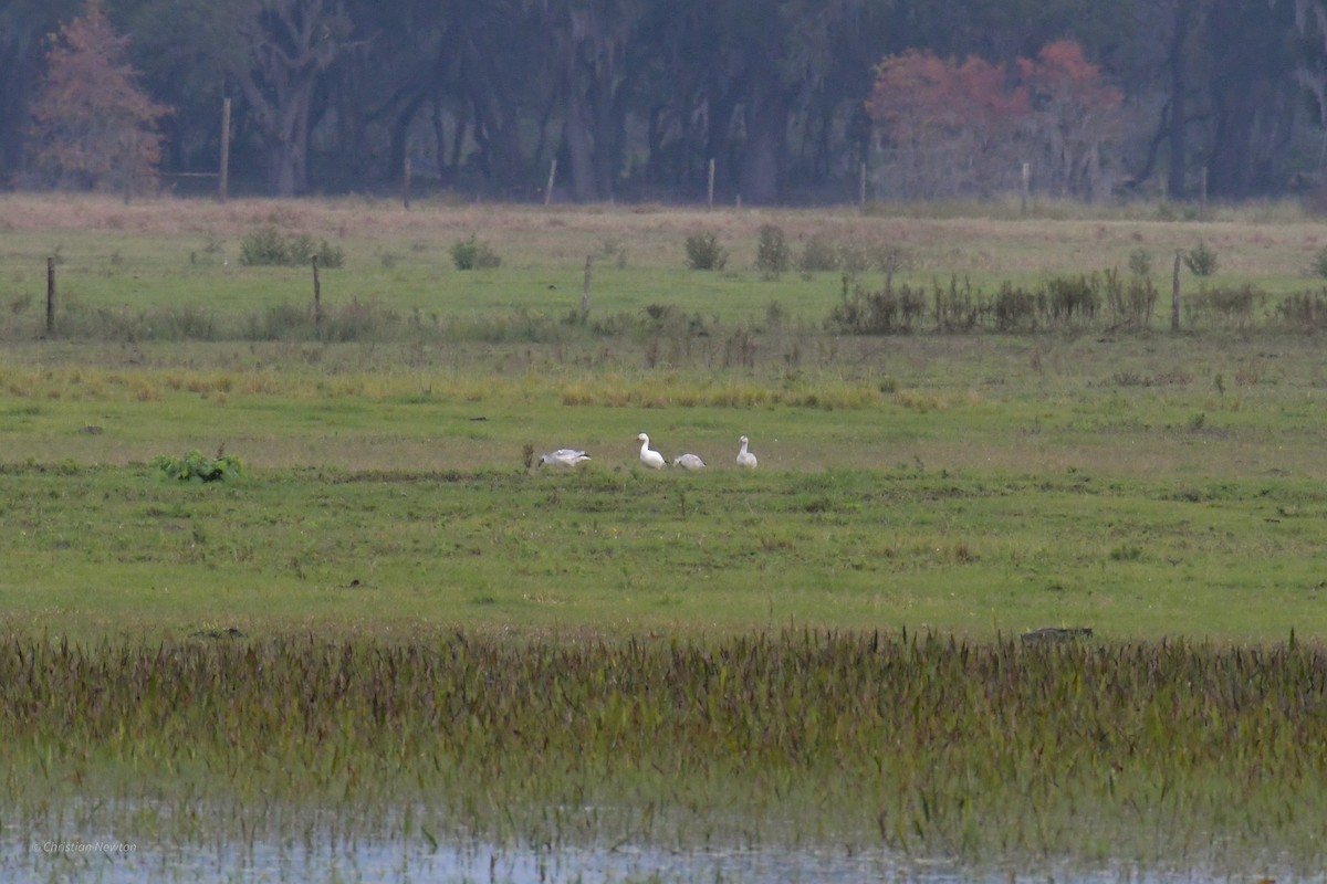 Snow Goose - ML622972575