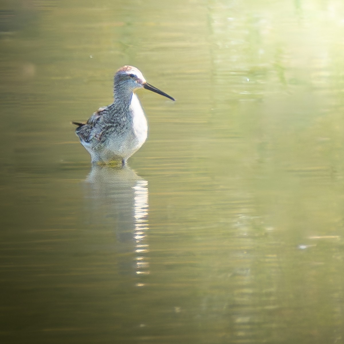 Stilt Sandpiper - ML622972576
