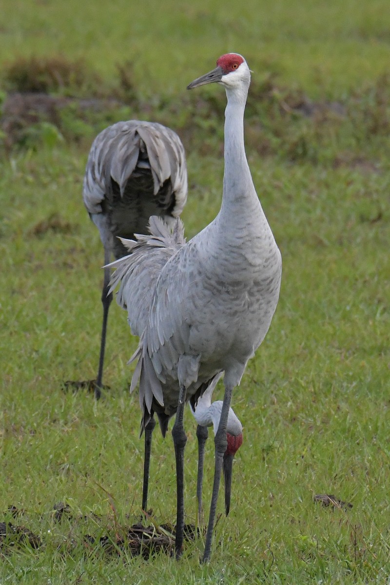 Sandhill Crane - ML622972582