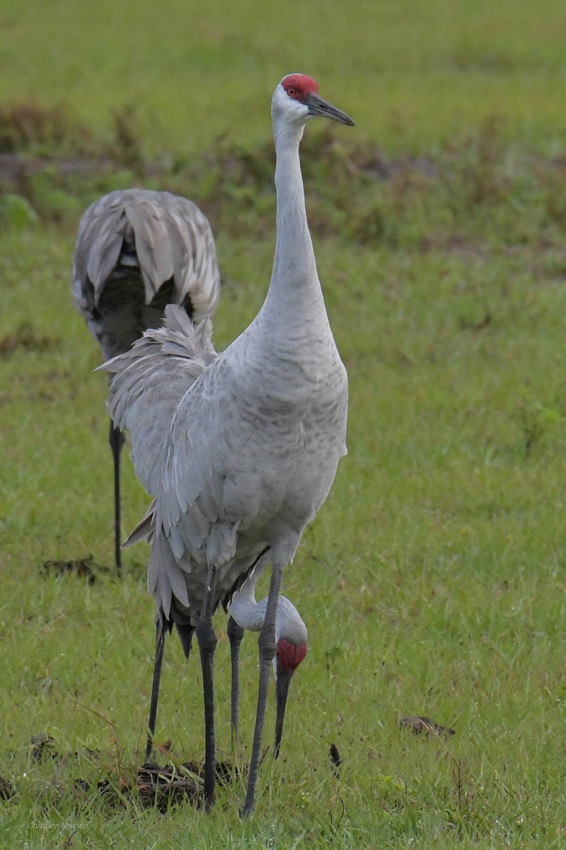 Sandhill Crane - ML622972583