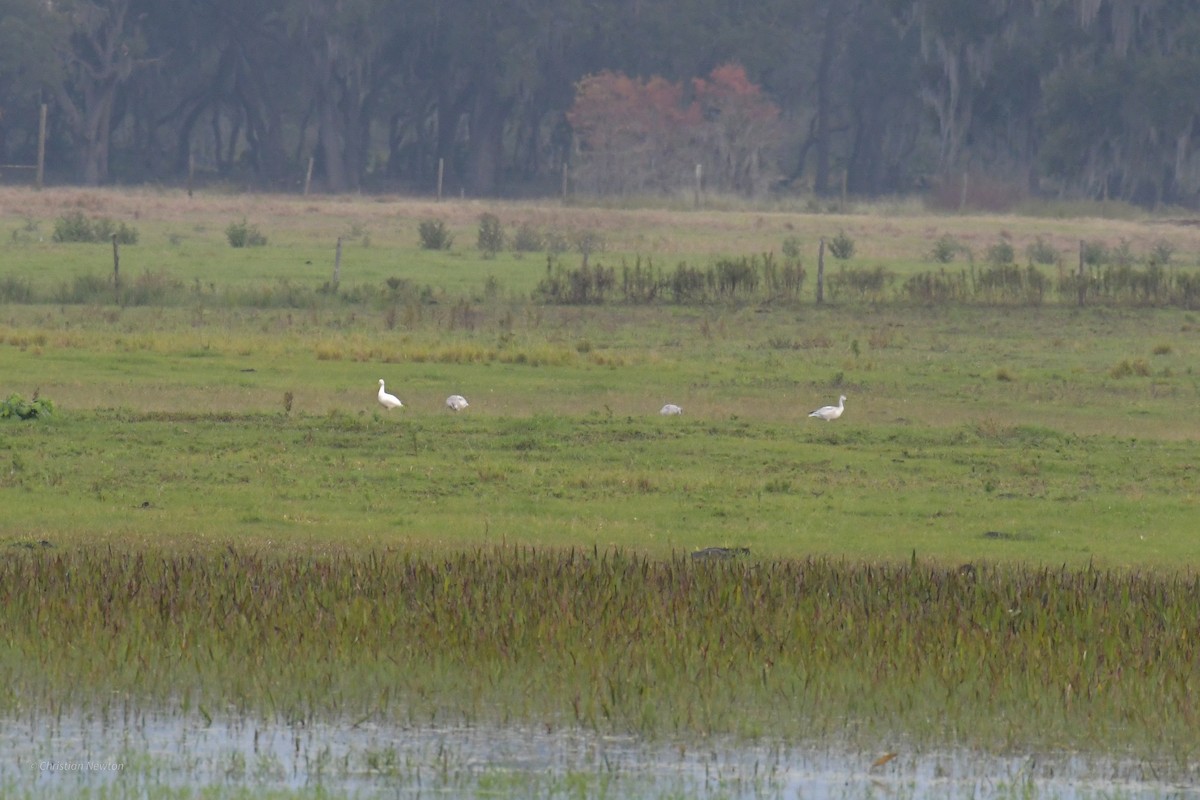 Snow Goose - ML622972595