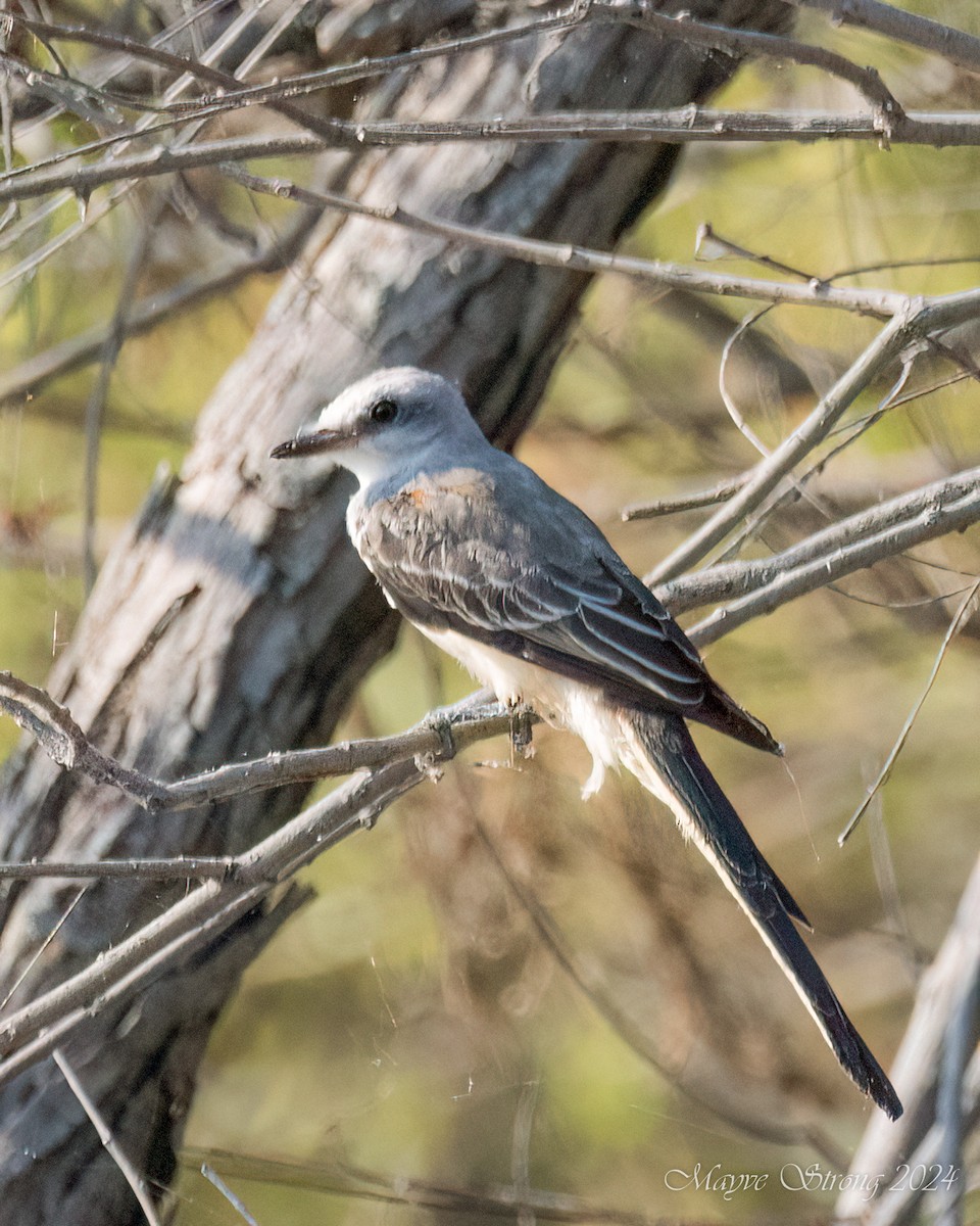 Scissor-tailed Flycatcher - ML622972597