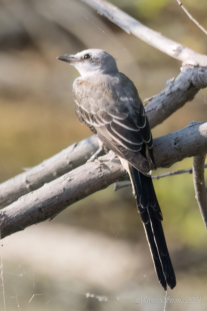 Scissor-tailed Flycatcher - ML622972598